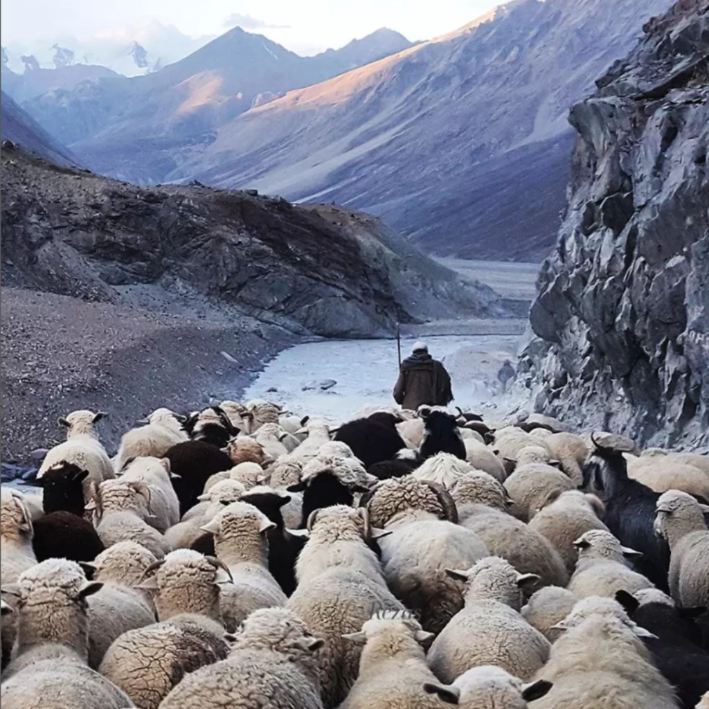 A shepherd leads a large flock of sheep through a narrow mountain valley, surrounded by steep rocky slopes and distant snow-capped peaks under a hazy sky.