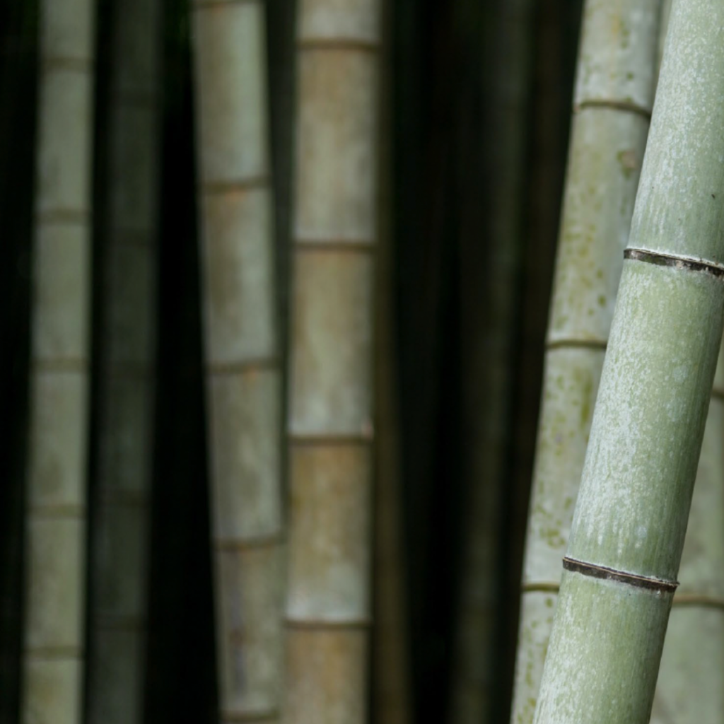 Close-up view of tall bamboo stems with varying shades of green and brown, showing their segmented texture. The background is dark and out of focus, highlighting the vertical bamboo stems.